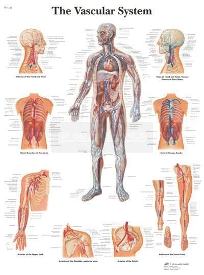 Poster vaatstelsel / vascular system 50 cm x 67 cm